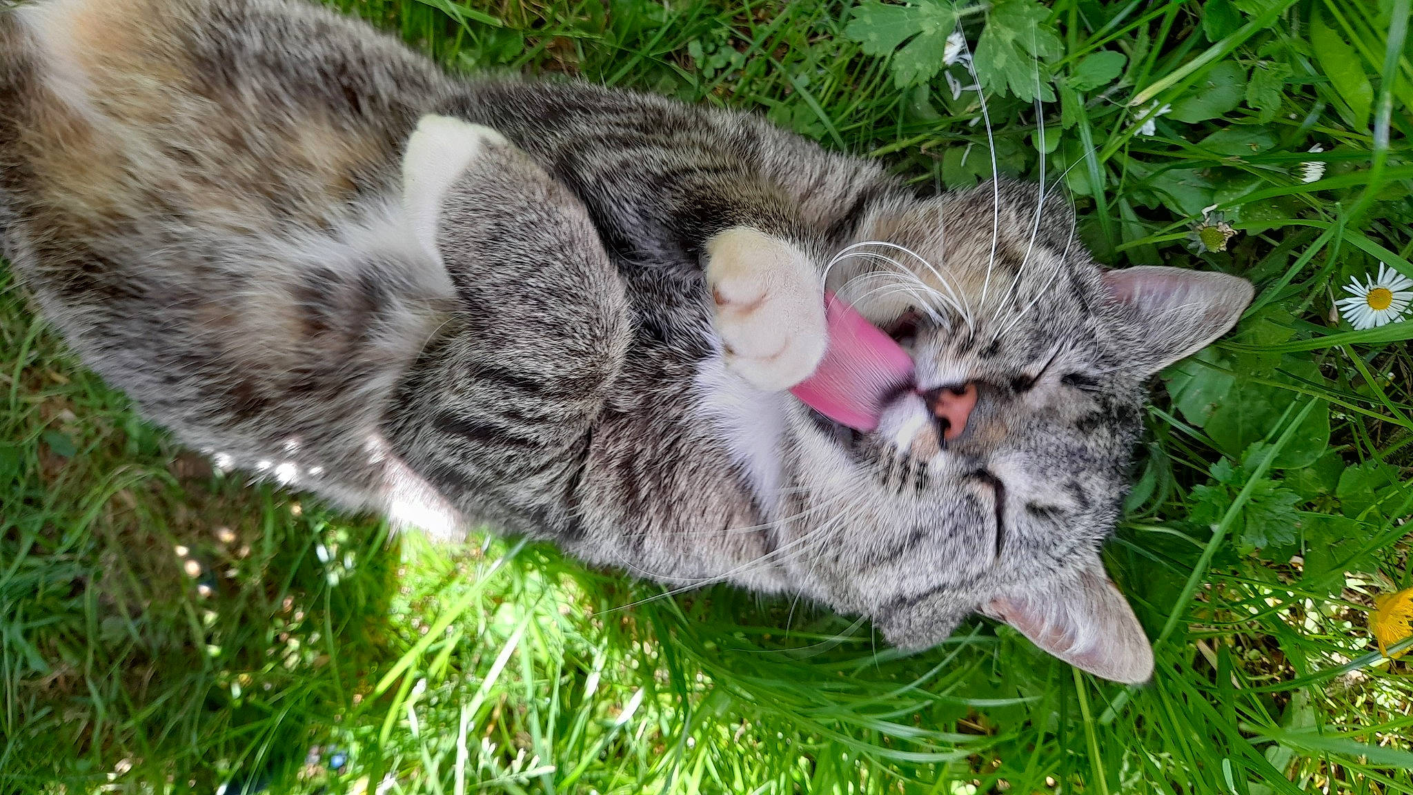 Charlie participe au concours pour gagner de l'argent avec cette photo : carnivore, cat, claw, domestic_short_haired_cat, felidae, fur, grass, groundcover, paw, plant, small_to_medium_sized_cats, snout, tail, terrestrial_animal, whiskers, wildlife