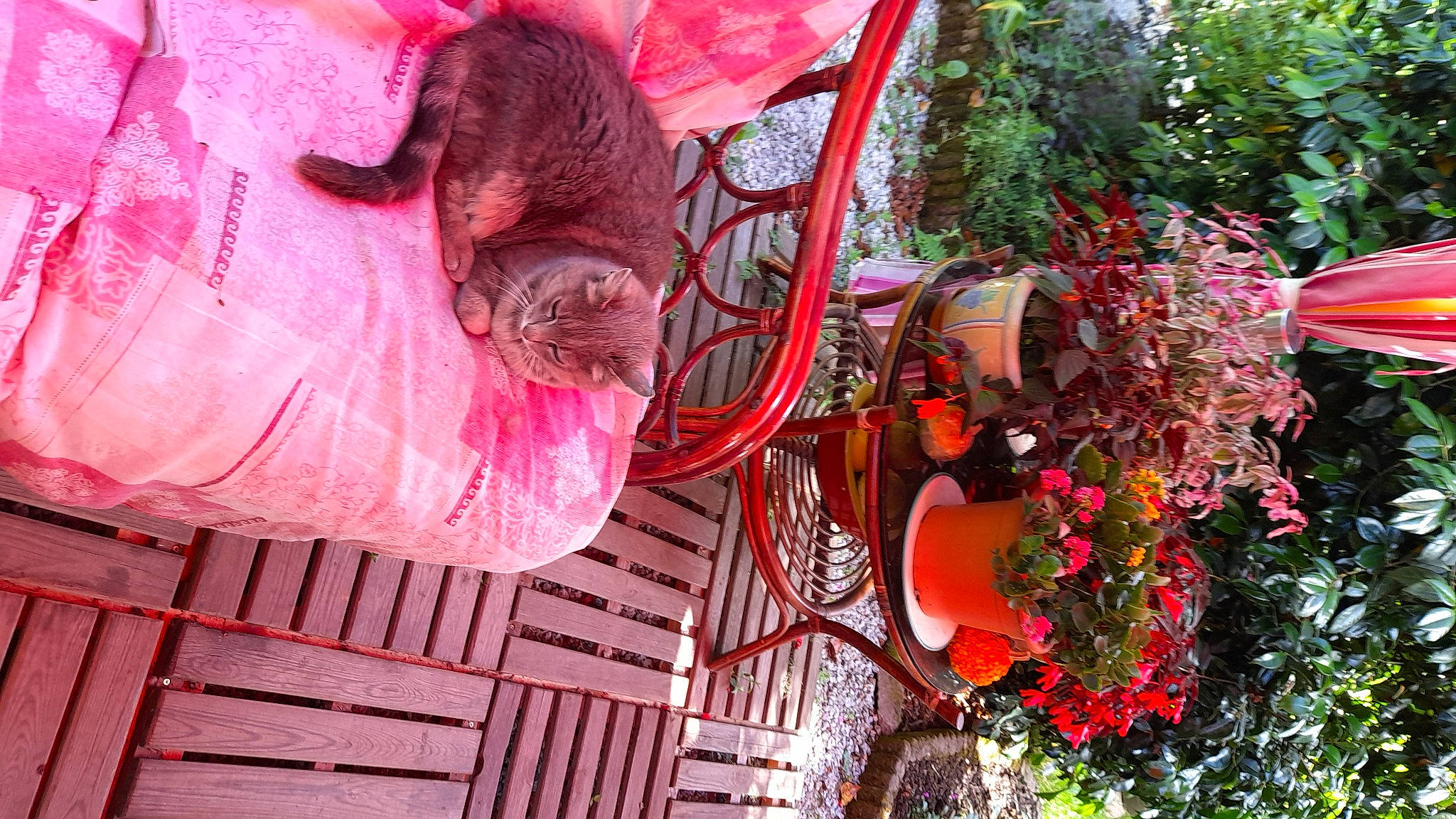 Noisette participe au concours pour gagner de l'argent avec cette photo : annual_plant, art, felidae, floral_design, flower, flowerpot, fun, garden, hat, leisure, magenta, petal, pink, plant, red, tree, visual_arts, wheel, wood