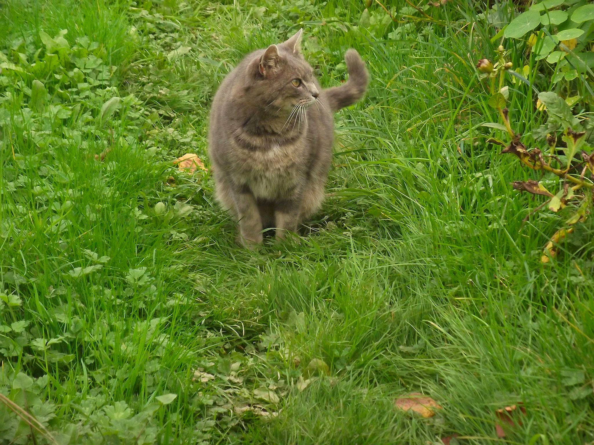 Noisette a rejoint le concours — aidez-le/la à gagner de superbes lots ! cat, fawn, felidae, fur, grass, grassland, groundcover, herbaceous_plant, macaque, pasture, plant, small_to_medium_sized_cats, snout, tail, terrestrial_animal, whiskers, wildlife