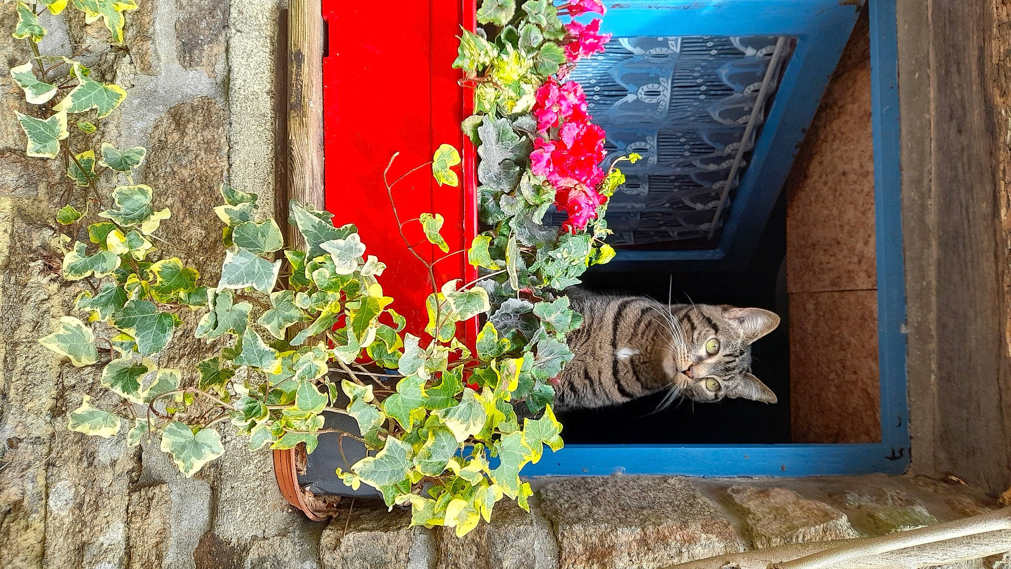 Ikebana participe au concours pour gagner de l'argent avec cette photo : annual_plant, art, felidae, floral_design, floristry, flower, flower_arranging, flowering_plant, flowerpot, green, groundcover, herbaceous_plant, houseplant, petal, plant, shrub, wall, window, wood, yellow