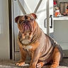 bulldog, dog, pet, indoor, carpet, gold_chain, sunlight, cabinet, figurines, home, furniture, animal, portrait, sitting, brown, wrinkles, cute, companion, domestic, bright