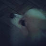 animal, pet, dog, cat, muzzle, nose, close_up, blurry, dark, low_light, portrait, fur, face, snout, indoor, shadow, abstract, motion_blur, night, mysterious