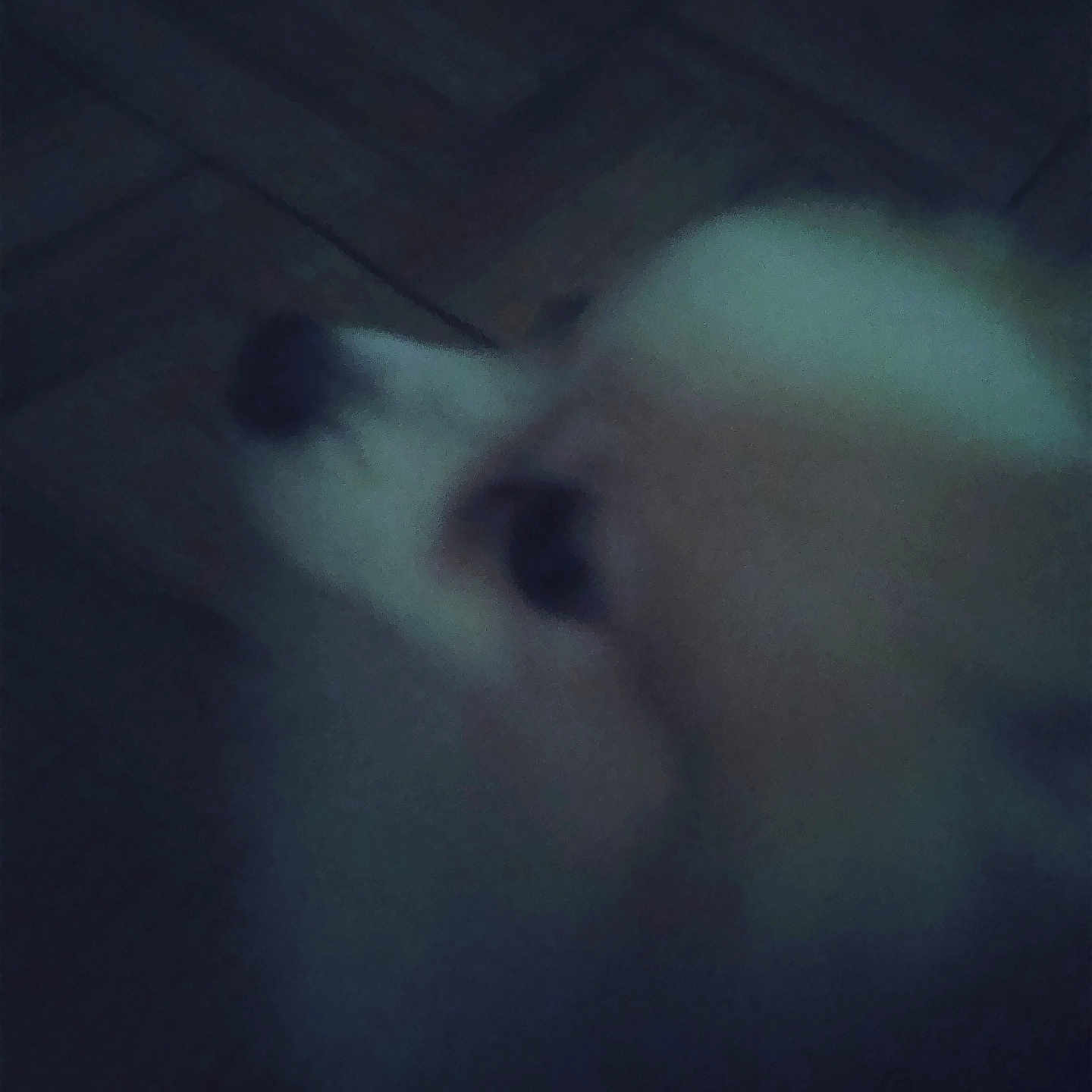 Max Sahad joined the competition — help win amazing prizes! animal, pet, dog, cat, muzzle, nose, close_up, blurry, dark, low_light, portrait, fur, face, snout, indoor, shadow, abstract, motion_blur, night, mysterious