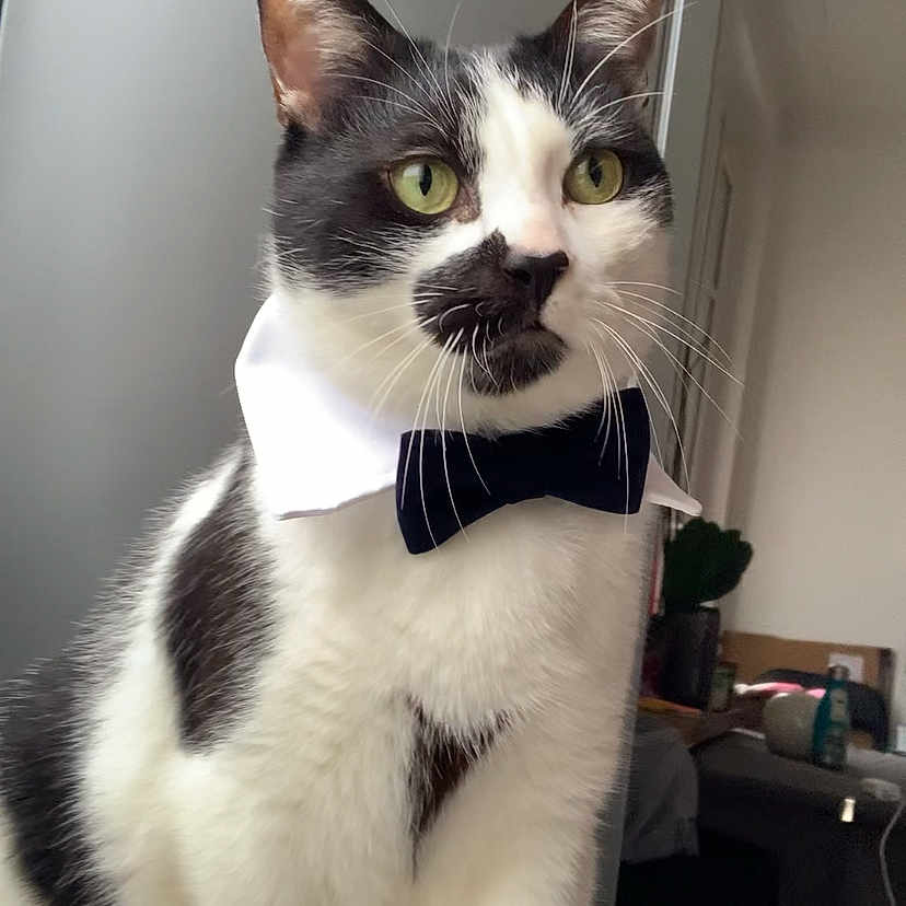 Tokyo a rejoint le concours — aidez-le/la à gagner de superbes lots ! abyssinian, accessories, animal, bowtie, cat, computerhardware, doctor, electronics, formalwear, hardware, indoors, interiordesign, kitten, manx, monitor, necktie, pet, screen, siamese, tie