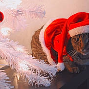 Bella joined the competition — help win amazing prizes! abyssinian, accessories, animal, cap, cat, christmas, christmasdecorations, clothing, face, festival, hat, head, kitten, knitwear, manx, ornament, pet, plant, sweater, tree