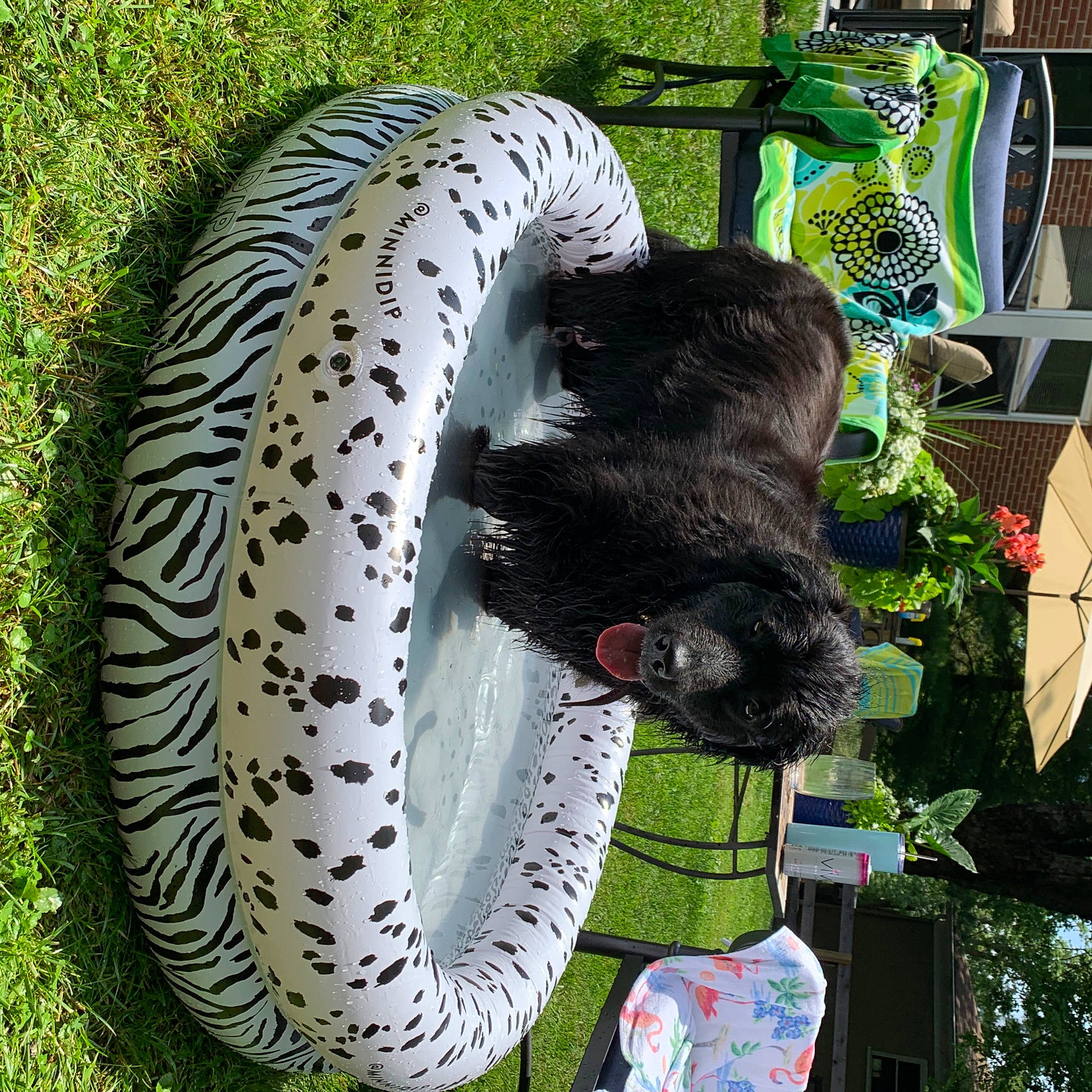 Parker joined the competition — help win amazing prizes! carnivore, felidae, organism, plant, tail, tire, wildlife