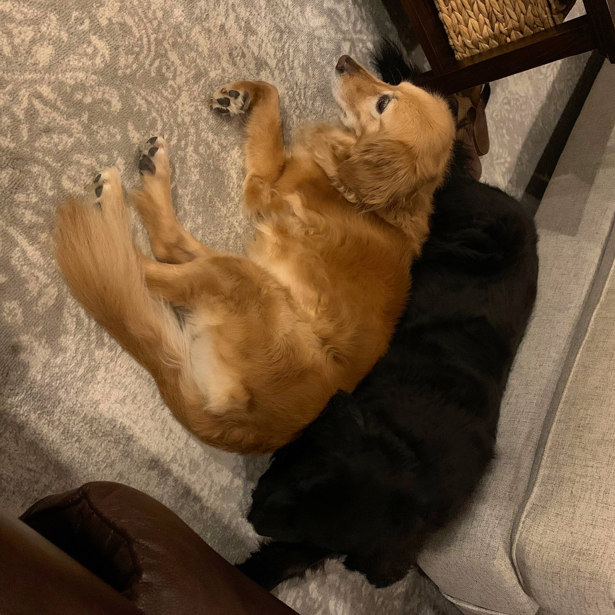 Parker is registered to the contest to win money with this photo: canidae, carnivore, dog, dog_breed, fawn, paw, snout, sporting_group