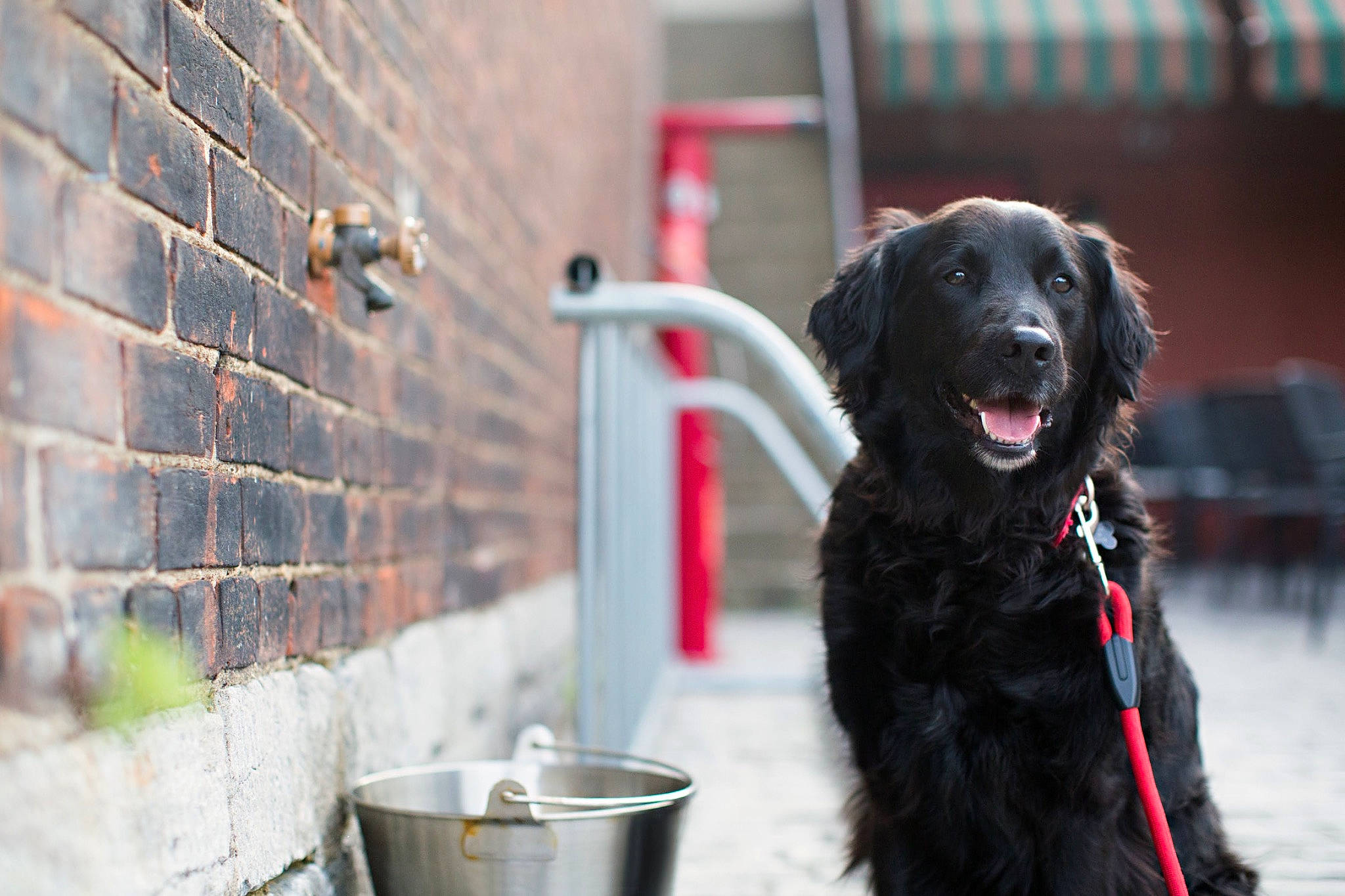 Parker is registered to the contest to win money with this photo: canidae, carnivore, companion_dog, dog, dog_breed, flat_coated_retriever, german_spaniel, retriever, snout, spaniel, sporting_group