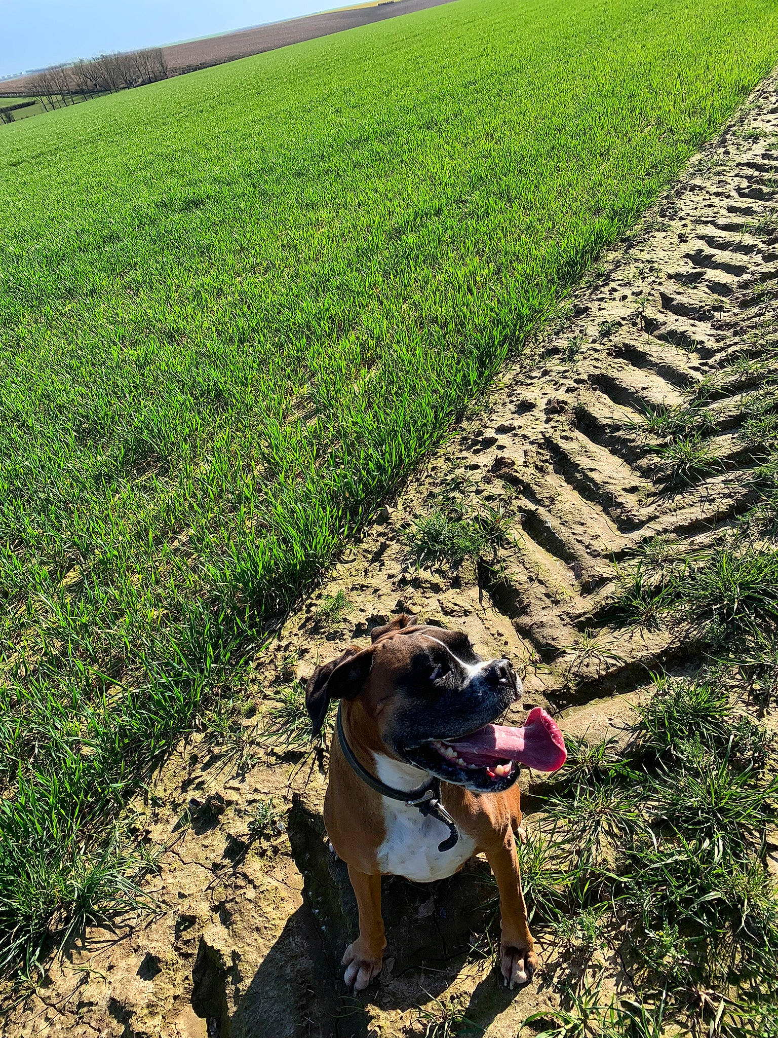 Maya a rejoint le concours — aidez-le/la à gagner de superbes lots ! agriculture, carnivore, companion_dog, dog, dog_breed, fawn, grass, grass_family, grassland, groundcover, landscape, lawn, meadow, people_in_nature, plant, rural_area, shrub, sky, summer, working_animal