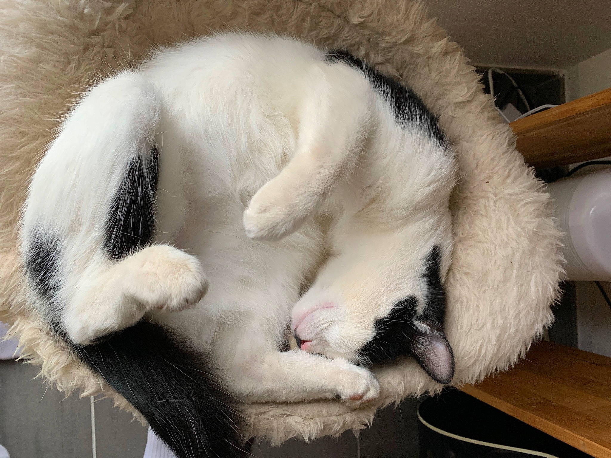 Yuri participe au concours pour gagner de l'argent avec cette photo : carnivore, cat, cat_bed, cat_supply, claw, comfort, companion_dog, felidae, fur, nap, natural_material, paw, sleep, small_to_medium_sized_cats, snout, table, tail, terrestrial_animal, whiskers
