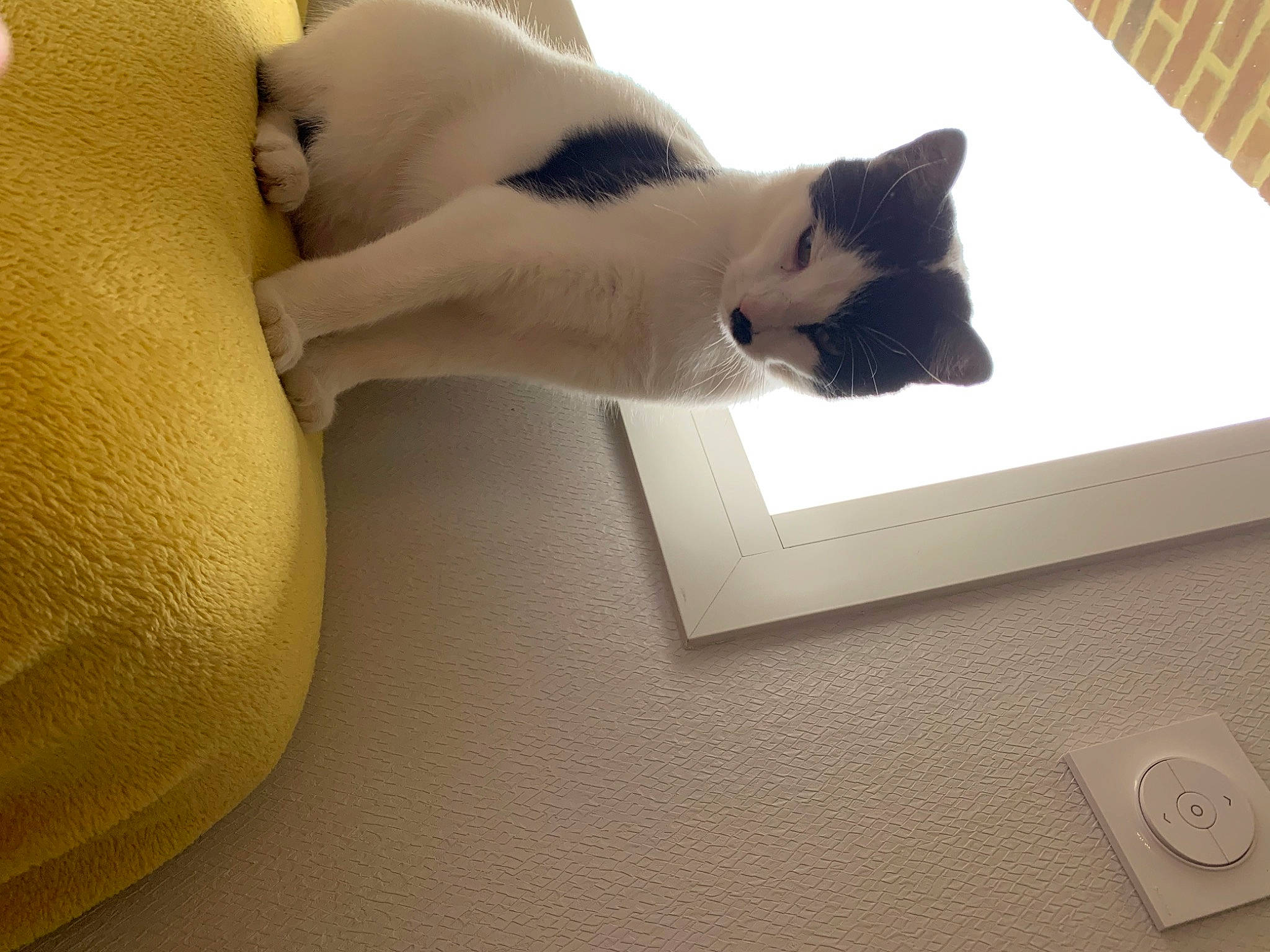 Yuri participe au concours pour gagner de l'argent avec cette photo : carnivore, cat, comfort, felidae, flooring, fur, grey, hardwood, linens, paw, plush, room, shadow, small_to_medium_sized_cats, stuffed_toy, tail, toy, whiskers, white, wood