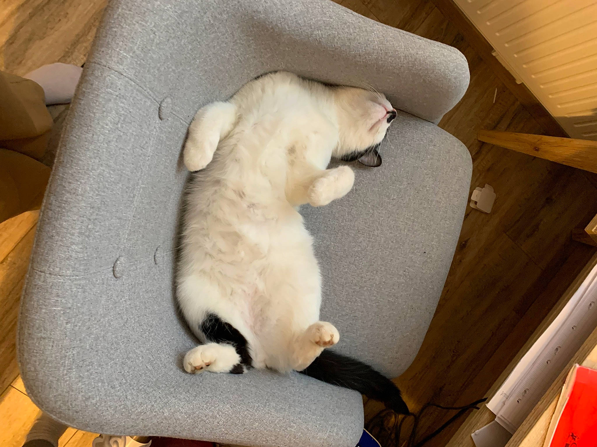 Yuri participe au concours pour gagner de l'argent avec cette photo : baby_products, canidae, carnivore, cat, comfort, companion_dog, dog_breed, fawn, felidae, fur, hardwood, nap, paw, room, sleep, small_to_medium_sized_cats, sporting_group, tail, whiskers, wood