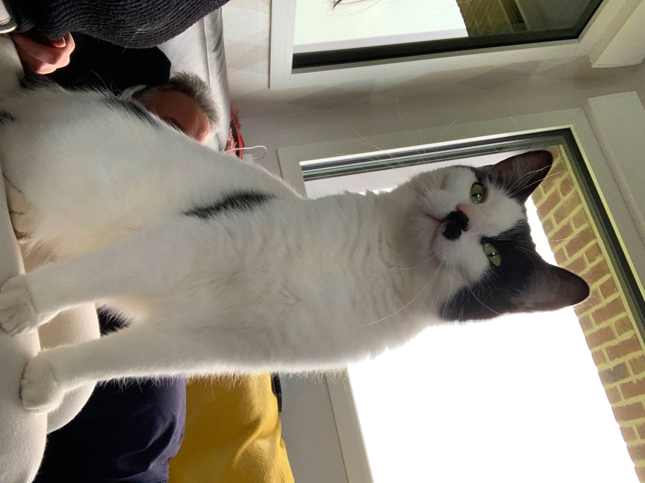 Yuri participe au concours pour gagner de l'argent avec cette photo : balinese, carnivore, cat, comfort, domestic_short_haired_cat, door, elbow, felidae, fur, hat, metal, paw, small_to_medium_sized_cats, snout, tail, vertebrate, whiskers, window