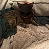 Tiger is registered to the contest to win money with this photo: cat, tabby, mask, batman_mask, blanket, fabric, cushion, indoor, pet, animal, resting, cozy, fur, ears, paw, relaxing, cute, costume, superhero, home