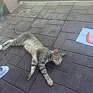 Tiger joined the competition — help win amazing prizes! cat, tabby_cat, pet, animal, relaxing, outdoor, patio, tiles, foot, blanket, paper, drawing, sunlight, shadow, fence, greenery, plant_pot, resting, striped, domestic_cat
