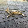 Tiger is registered to the contest to win money with this photo: cat, tabby_cat, animal, pet, outdoor, sunlight, pavement, stone_tiles, relaxed, lying_down, sleeping, striped, mammal, whiskers, tail, ears, quiet, resting, nature, daytime