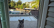 Barney is registered to the contest to win money with this photo: cat, window, screen, porch, outdoor, daylight, sky, trees, house, suburb, pet, feline, animal, curious, quiet, nature, residential, daytime, calm, backyard