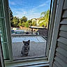 cat, window, screen, porch, outdoor, daylight, sky, trees, house, suburb, pet, feline, animal, curious, quiet, nature, residential, daytime, calm, backyard