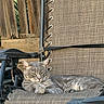 cat, gray_cat, tabby_cat, feline, pet, animal, outdoor, chair, lounge_chair, fabric, texture, wooden_fence, greenery, relaxed, sunlight, resting, sleepy, backyard, nature, closeup