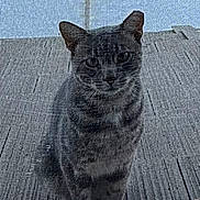 Barney is registered to the contest to win money with this photo: cat, tabby, outdoor, window, screen, mesh, deck, pet, animal, sitting, curious, daylight, wood, feline, texture, quiet, alone, looking, nature, domestic