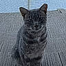 cat, tabby, outdoor, window, screen, mesh, deck, pet, animal, sitting, curious, daylight, wood, feline, texture, quiet, alone, looking, nature, domestic