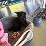 Raider joined the competition — help win amazing prizes! animal, black_cat, box, cat, clownfish_toy, countertop, cute, food, food_bowl, gloves, indoor, kitchen, kitten, metallic_background, pet, pet_bed, plush_bed, sitting, stovetop, toy