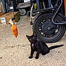 Raider joined the competition — help win amazing prizes! animal, black_cat, black_fur, cardboard_box, carpet, carrot_toy, cat, equipment, feline, garage, indoor, kitten, pet, playful, sitting, toy, wheel, wheelchair, white_chest_patch, wide_eyes