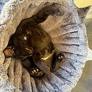 Raider is registered to the contest to win money with this photo: animal, black_cat, cat, close_up, cozy, curled_up, cute, fur, gray, indoors, kitten, nap, paws, pet_bed, plush, portrait, sleeping, sleepy, toe_beans, upside_down