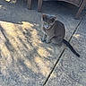 Simba joined the competition — help win amazing prizes! cat, gray_cat, animal, pet, outdoor, patio, stone_floor, wicker_furniture, shadow, sunlight, towel, sitting, calm, texture, daylight, domestic_cat, feline, tail, ears, quiet