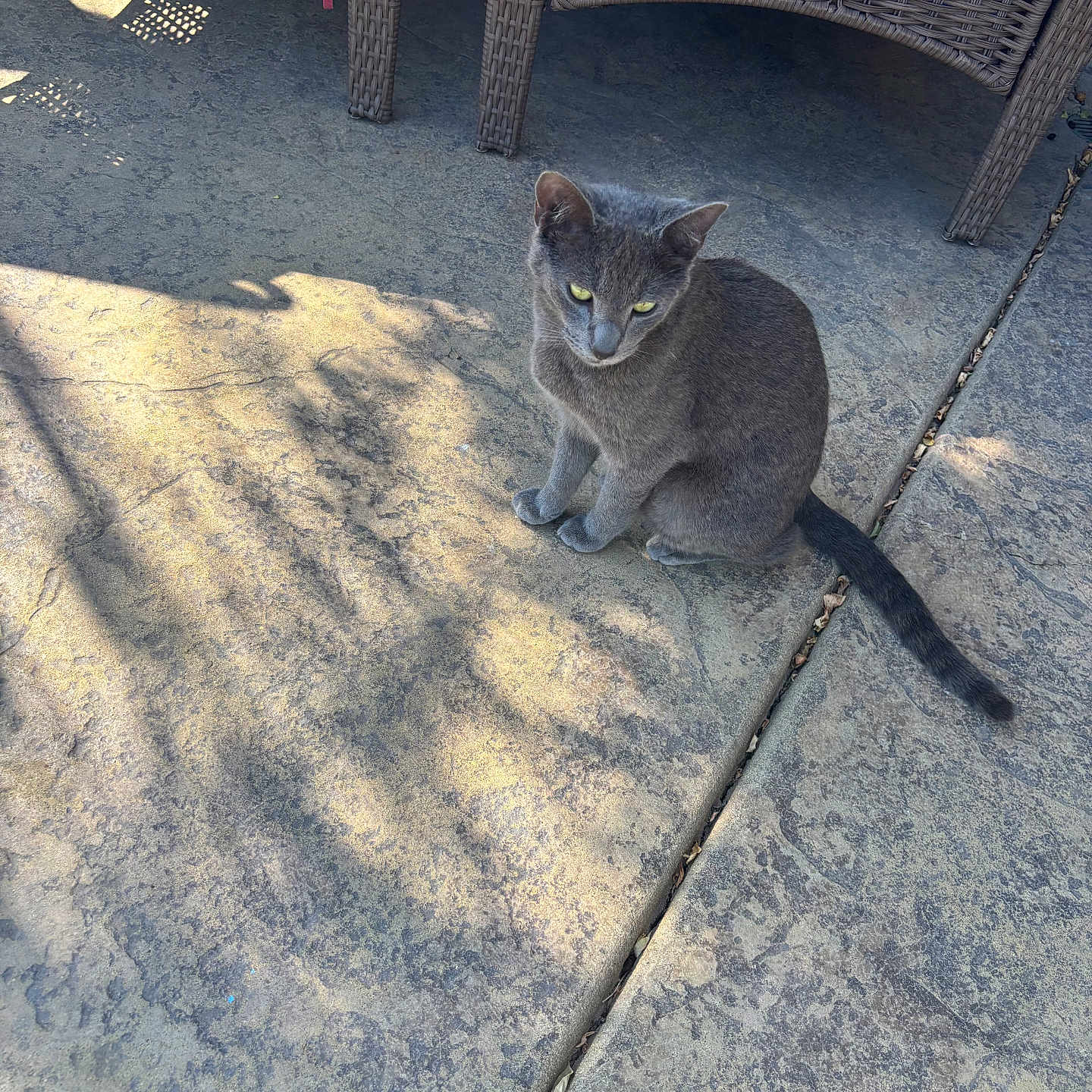 Simba