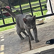 Simba joined the competition — help win amazing prizes! cat, gray_cat, pet, animal, outdoor, patio, sunlight, shadow, railing, metal_bowl, curious, walking, tail_up, concrete, feline, domestic_cat, close_up, daylight, side_view, quiet