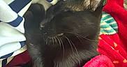 Moon joined the competition — help win amazing prizes! cat, black_cat, blanket, red_blanket, hand, sleeping, cozy, fur, pet, indoor, comfort, resting, closeup, warm, relaxation, animal, cute, whiskers, soft, nap