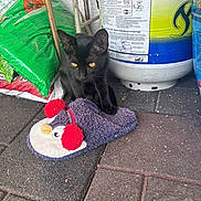 Moon joined the competition — help win amazing prizes! black_cat, cat, slipper, penguin_slipper, red_earmuffs, floor_tiles, propane_tank, green_bag, plastic_bag, curious_cat, pet, animal, indoor, playful, fuzzy, domestic_cat, yellow_eyes, resting, toy, household_items