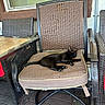 Moon is registered to the contest to win money with this photo: black_cat, cat, sleeping, chair, cushion, outdoor, patio, wicker_chair, window, relaxing, animal, pet, feline, fur, daylight, home, resting, quiet, nature, cozy