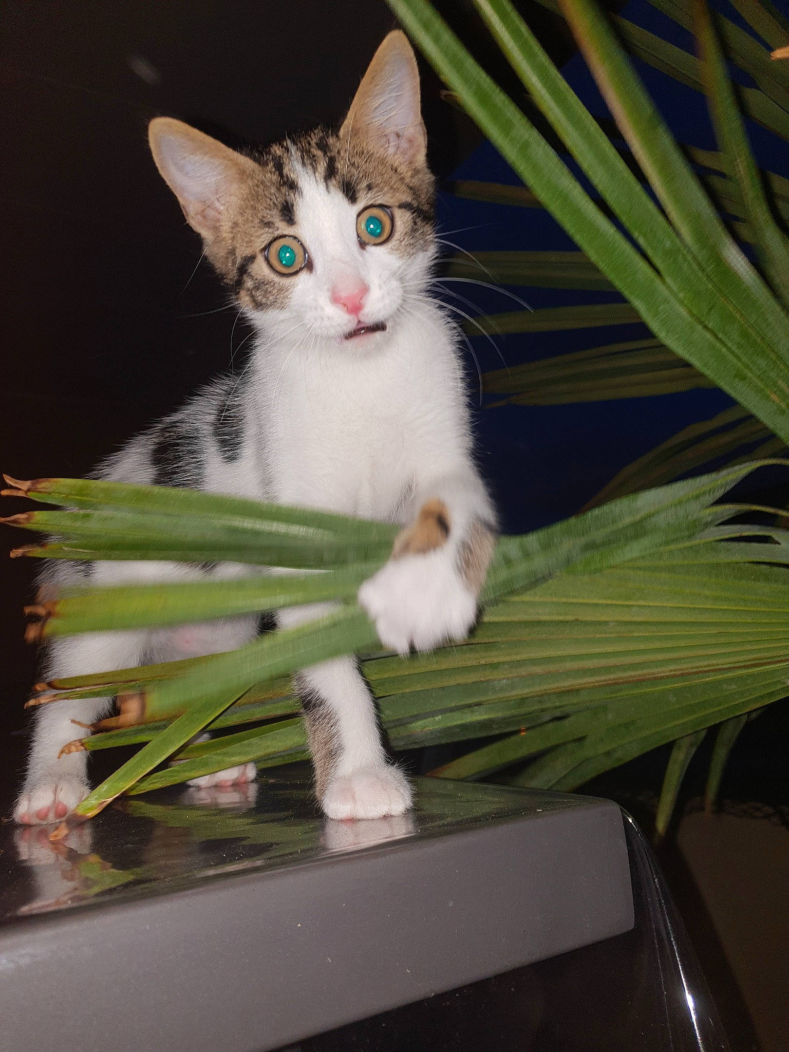 Guinness a rejoint le concours — aidez-le/la à gagner de superbes lots ! aegean_cat, carnivore, cat, domestic_short_haired_cat, felidae, kitten, plant, small_to_medium_sized_cats, turkish_angora, whiskers