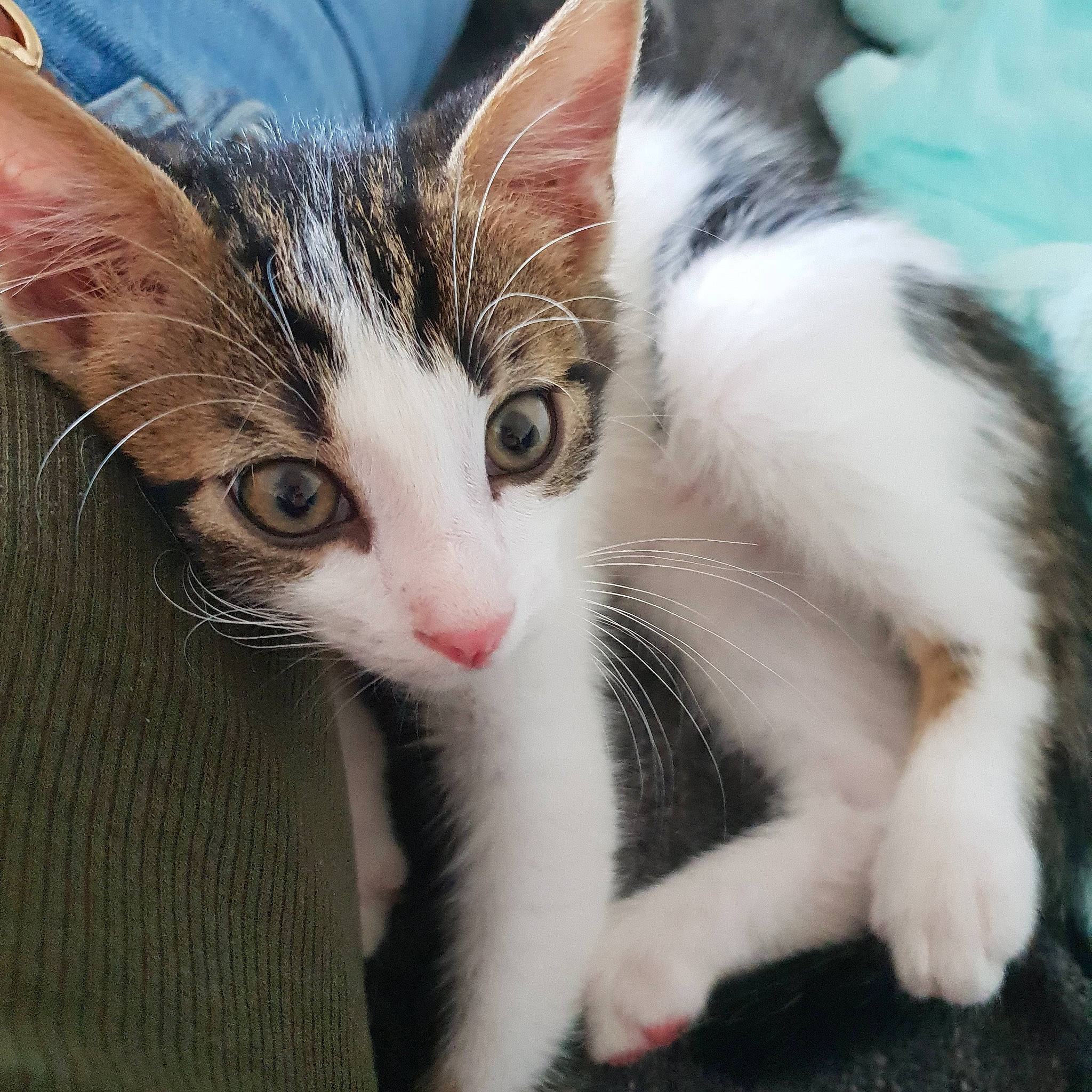 Guinness a rejoint le concours — aidez-le/la à gagner de superbes lots ! aegean_cat, american_wirehair, asian, carnivore, cat, domestic_short_haired_cat, european_shorthair, felidae, fur, kitten, mammal, polydactyl_cat, small_to_medium_sized_cats, turkish_van, vertebrate, whiskers