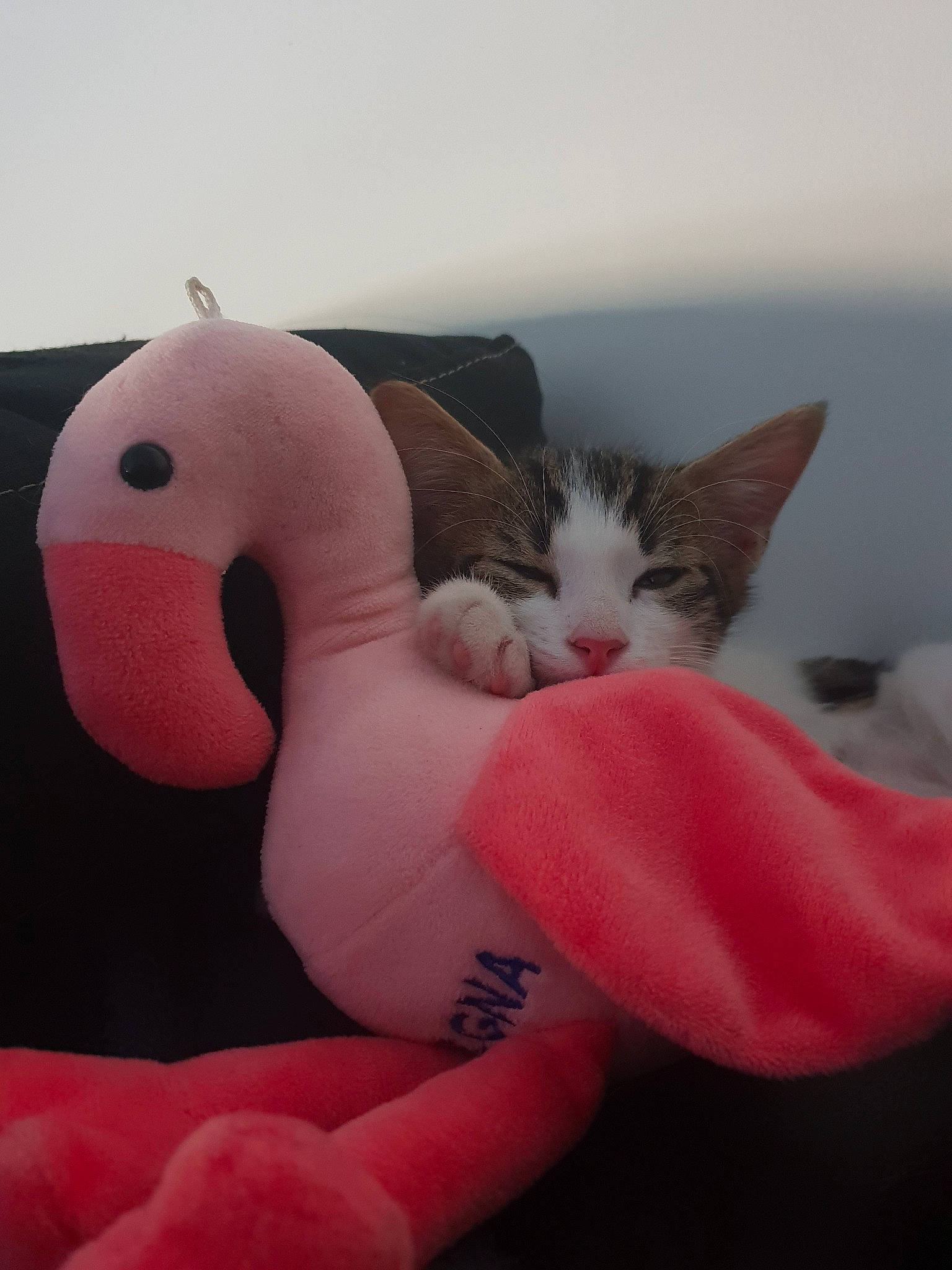 Guinness a rejoint le concours — aidez-le/la à gagner de superbes lots ! carnivore, cat, ear, felidae, kitten, pink, plush, small_to_medium_sized_cats, stuffed_toy, tail, whiskers