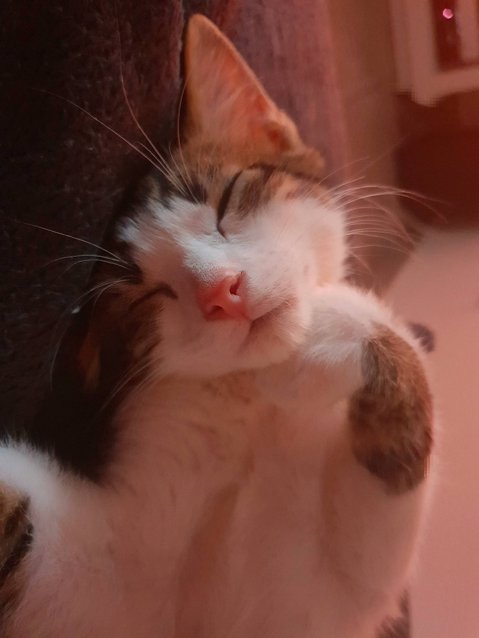 Guinness participe au concours pour gagner de l'argent avec cette photo : aegean_cat, carnivore, cat, close_up, ear, european_shorthair, eye, fawn, felidae, fur, kitten, nap, nose, polydactyl_cat, small_to_medium_sized_cats, snout, turkish_van, whiskers