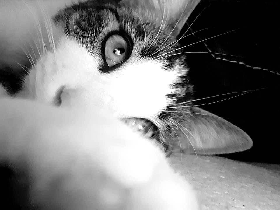 Guinness participe au concours pour gagner de l'argent avec cette photo : black_and_white, carnivore, cat, close_up, domestic_short_haired_cat, ear, eye, felidae, fur, head, human_body, macro_photography, monochrome, monochrome_photography, nose, paw, small_to_medium_sized_cats, snout, style, whiskers