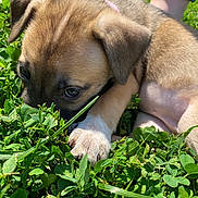 Kenzie Sheeley is registered to the contest to win money with this photo: puppy, dog, close_up, greenery, grass, clover, outdoor, pet, young_animal, paw, fur, animal, nature, sunlight, curious, cute, small, mammal, resting, canine