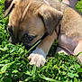 puppy, dog, close_up, greenery, grass, clover, outdoor, pet, young_animal, paw, fur, animal, nature, sunlight, curious, cute, small, mammal, resting, canine