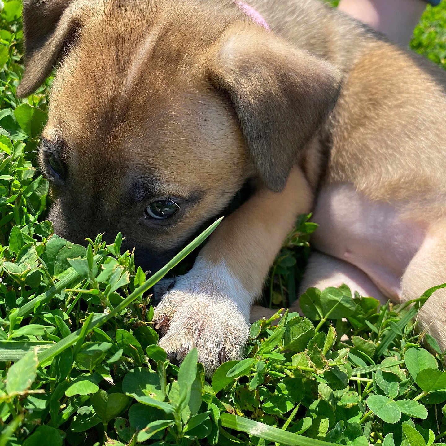 Kenzie Sheeley is registered to the contest to win money with this photo: animal, canine, close_up, clover, curious, cute, dog, fur, grass, greenery, mammal, nature, outdoor, paw, pet, puppy, resting, small, sunlight, young_animal