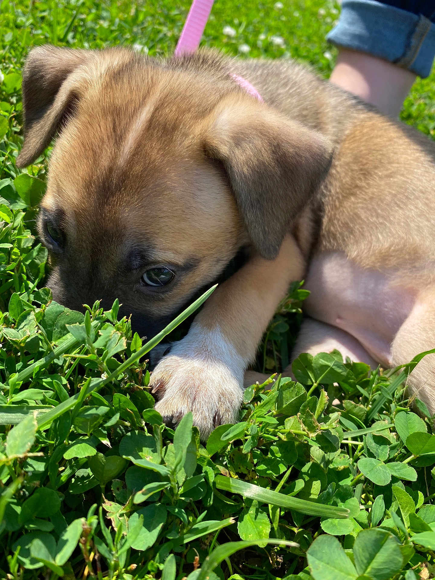 Kenzie Sheeley is registered to the contest to win money with this photo: puppy, dog, close_up, greenery, grass, clover, outdoor, pet, young_animal, paw, fur, animal, nature, sunlight, curious, cute, small, mammal, resting, canine