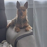 Saxo a rejoint le concours — aidez-le/la à gagner de superbes lots ! dog, pet, recliner, armrest, indoor, furniture, blanket, curtain, window, light, cozy, small_dog, brown_dog, relaxing, canine, domestic_animal, fur, snout, ears, paw