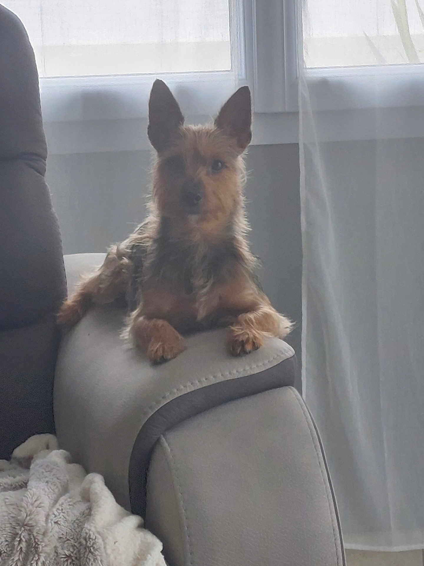 Saxo a rejoint le concours — aidez-le/la à gagner de superbes lots ! dog, pet, recliner, armrest, indoor, furniture, blanket, curtain, window, light, cozy, small_dog, brown_dog, relaxing, canine, domestic_animal, fur, snout, ears, paw