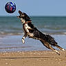 dog, beach, ball, jumping, wet, sand, sea, ocean, playing, action, outdoor, animal, pet, motion, leaping, summer, water, canine, sport, fun