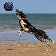 Rocky joined the competition — help win amazing prizes! dog, beach, ball, jumping, wet_dog, sand, ocean, sky, action, play, animal, outdoor, summer, water, sport, pet, canine, leap, fun, daytime