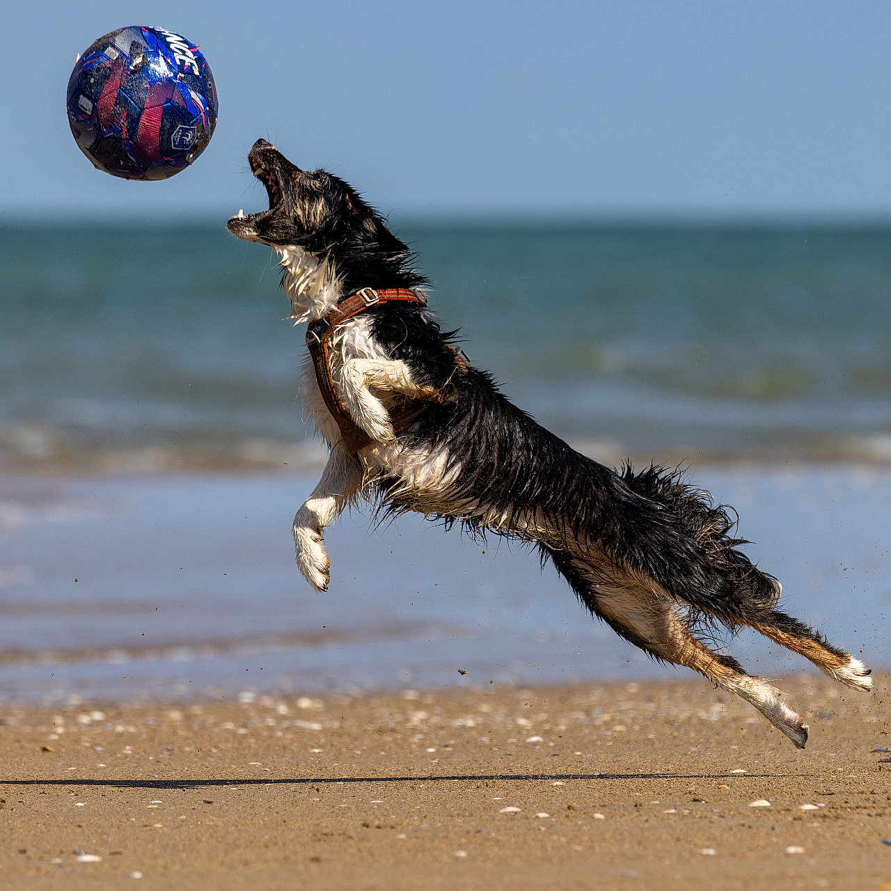 Rocky joined the competition — help win amazing prizes! dog, beach, ball, jumping, wet_dog, sand, ocean, sky, action, play, animal, outdoor, summer, water, sport, pet, canine, leap, fun, daytime