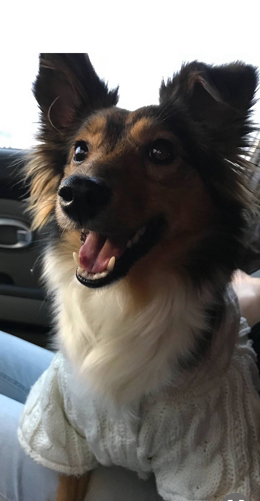 Rylie is registered to the contest to win money with this photo: carnivore, companion_dog, dog, dog_breed, ear, fang, fawn, fur, happy, head, herding_dog, jaw, liver, shetland_sheepdog, sky, snout, sporting_group, terrestrial_animal, whiskers, working_animal