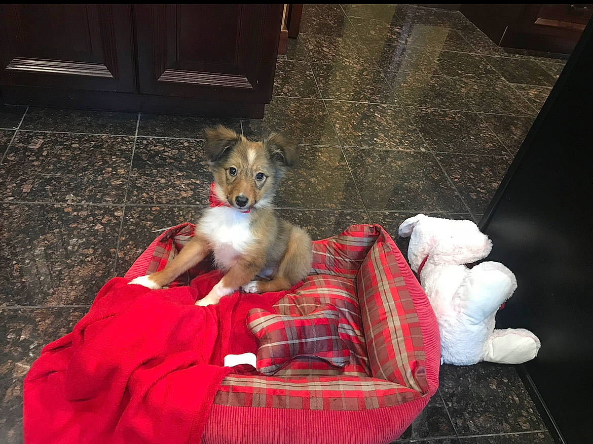 Rylie is registered to the contest to win money with this photo: canidae, carnivore, comfort, companion_dog, dog, dog_bed, dog_breed, dog_supply, fawn, felidae, foot, fur, lap, mammal, paw, small_to_medium_sized_cats, snout, tail, tartan, whiskers